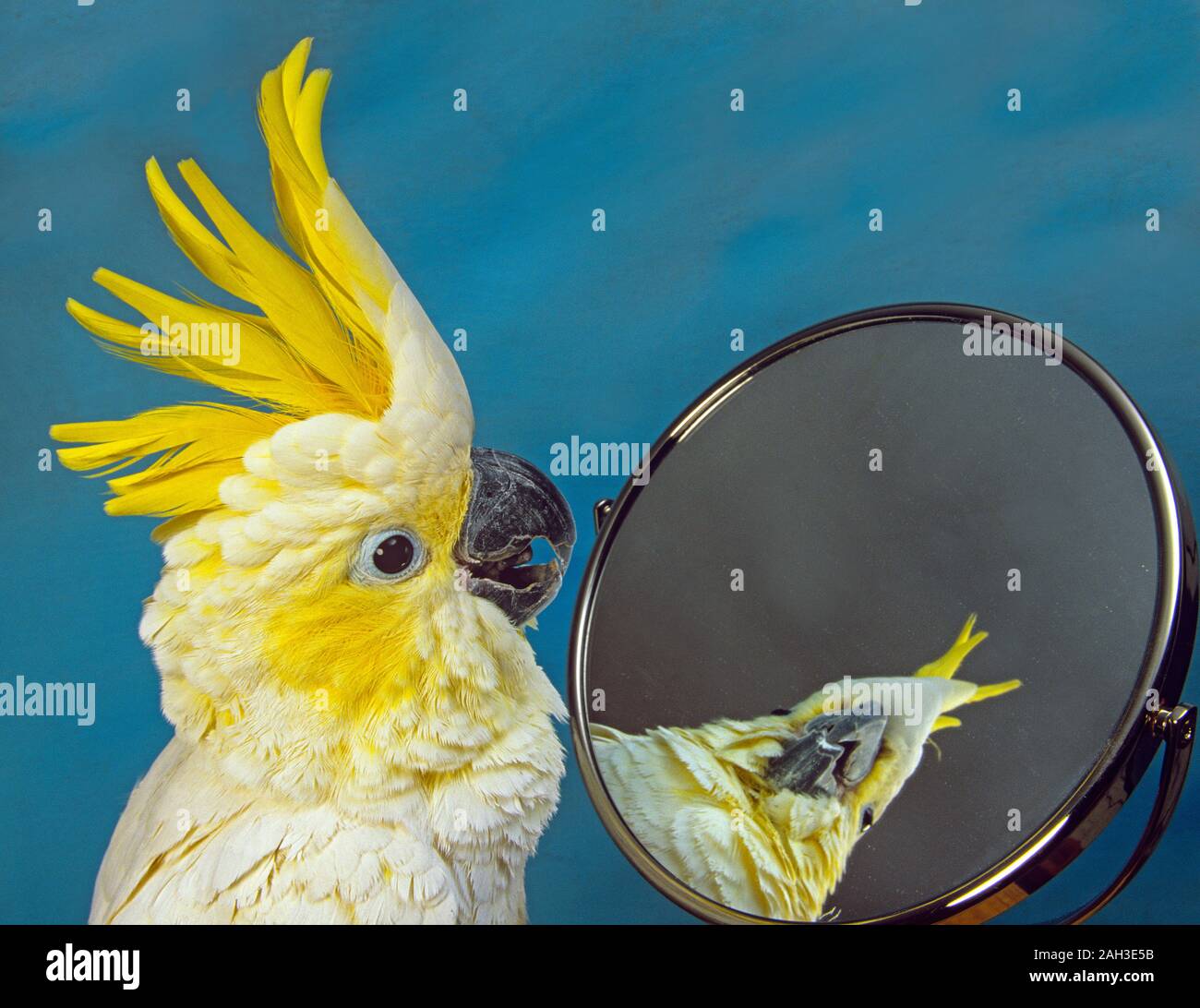 Sulphur-crested cockatoo  Cacatua galerita looking in mirror Stock Photo