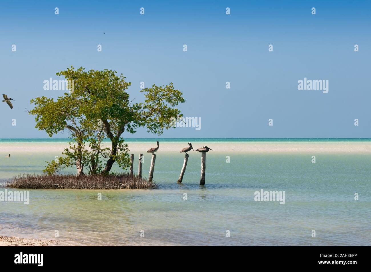 Pelicans rest on wooden poles near the beach Holbox island Mexico. Mangrove trees on the sea. Panoramic photo Caribbean sea. Stock Photo