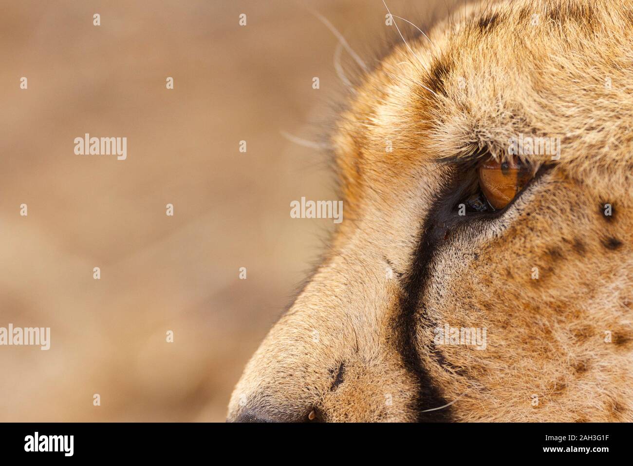 Cheetahs in Sabi Sands, exploring the bush in Kruger National Park, Africa Stock Photo