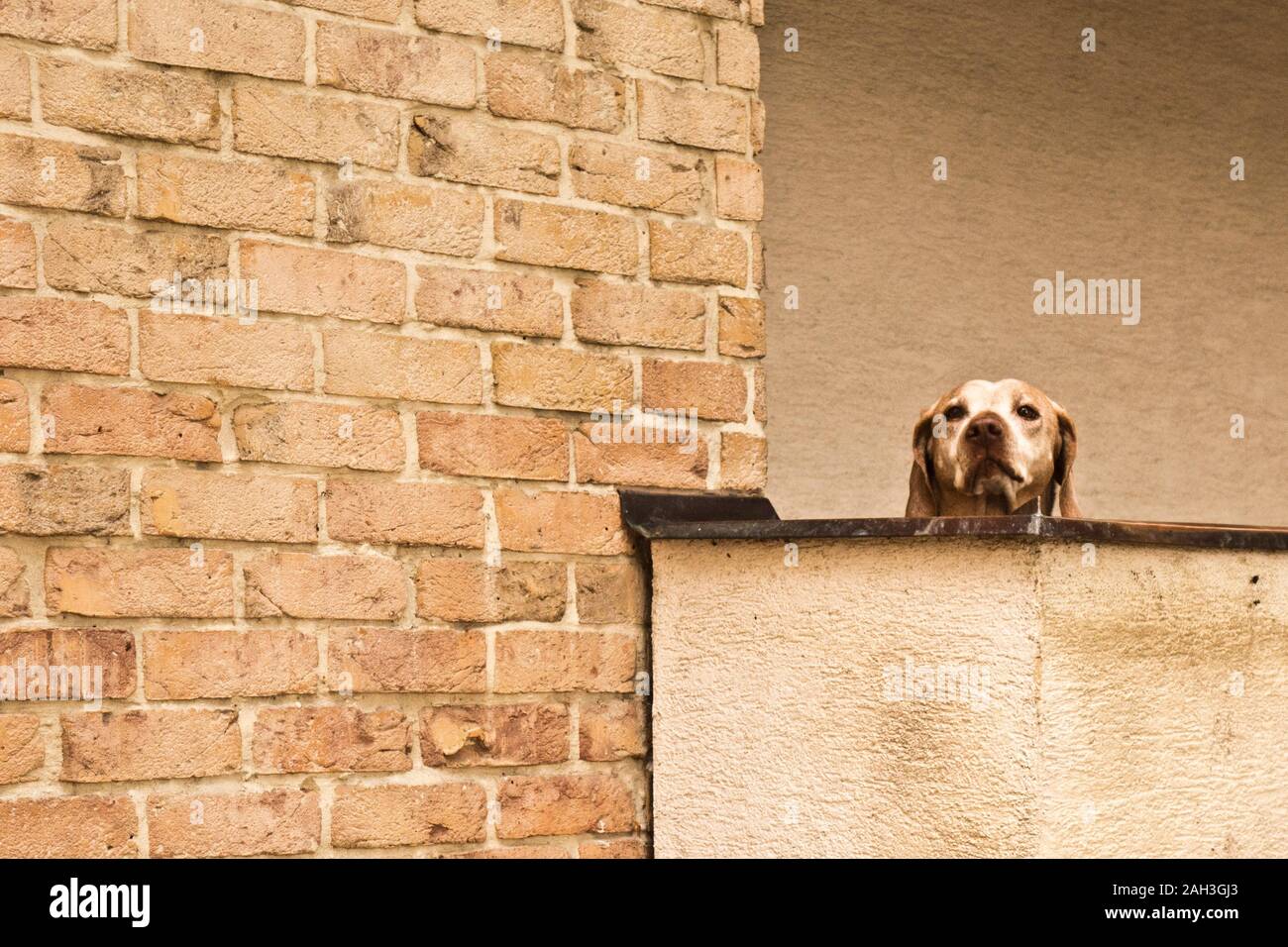 Animal behind fence hires stock photography and images Alamy