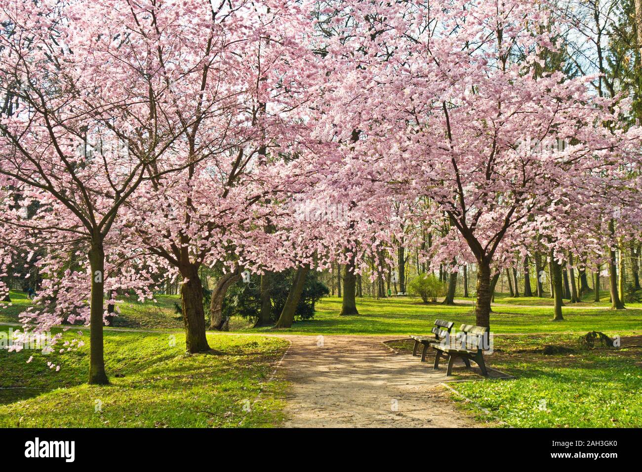 Cherry trees with pink flowers blooming Stock Photo