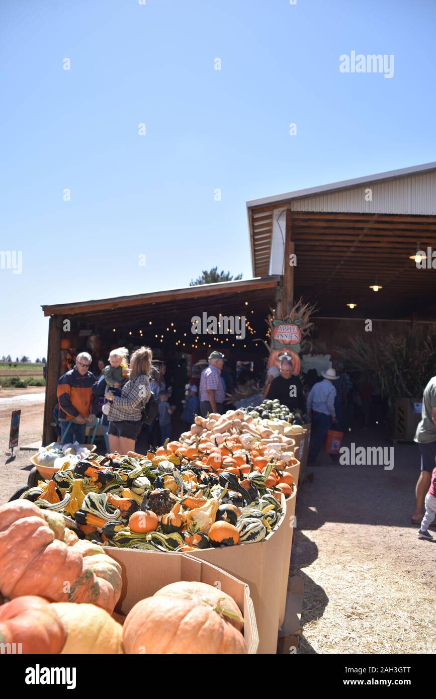 Wilcox, AZ. U.S.A. Oct. 12, 2019. Apple Annie’s U-Pick Produce-food, u-pick corn, pumpkins, beans, tomatoes, peppers, chilis, zucchini, eggplant, etc. Stock Photo