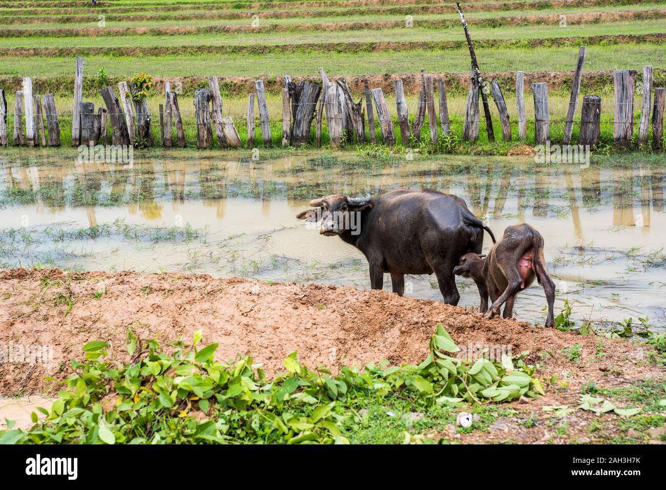 Water Buffalo in water near Paske, Laos Stock Photo