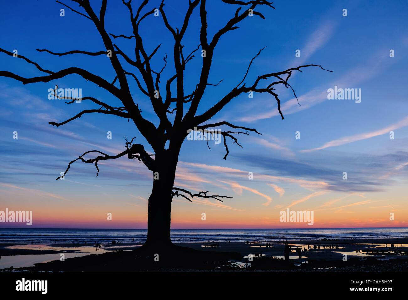 Old tree silhouette at the ocean beach. Botany Bay Reseve, Edisto Island, South Carolina, USA Stock Photo