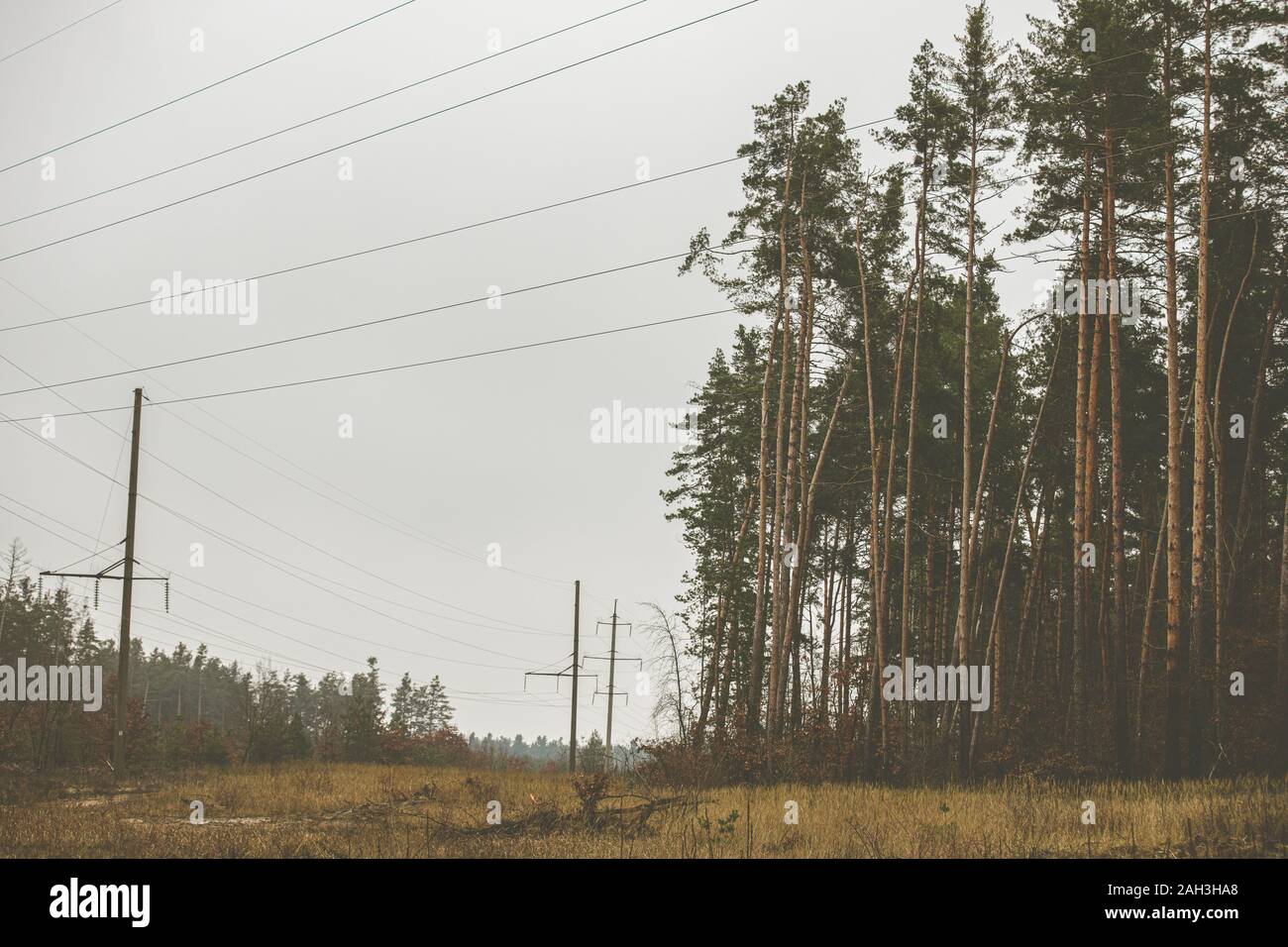 High-voltage power lines and old road in the forest. Pine, trees along ...