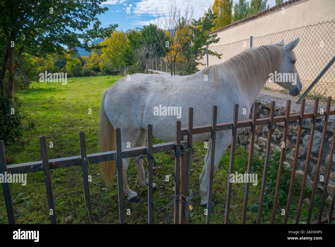 White horse in a meadow. Rascafria, Madrid province, Spain. Stock Photo