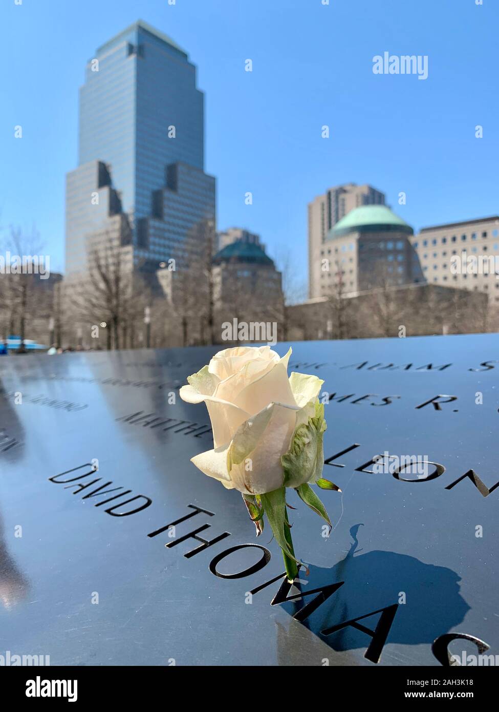 Memorial white rose at the 911 Memorial World Trade Center, New York Stock Photo