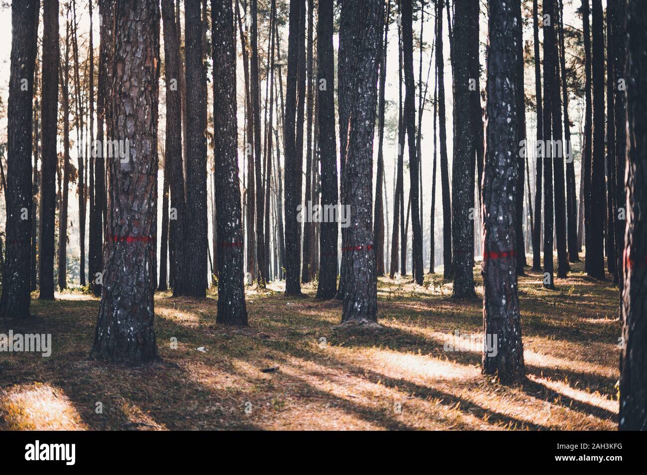 Evening pine forest - Green forest beautiful nature Stock Photo - Alamy