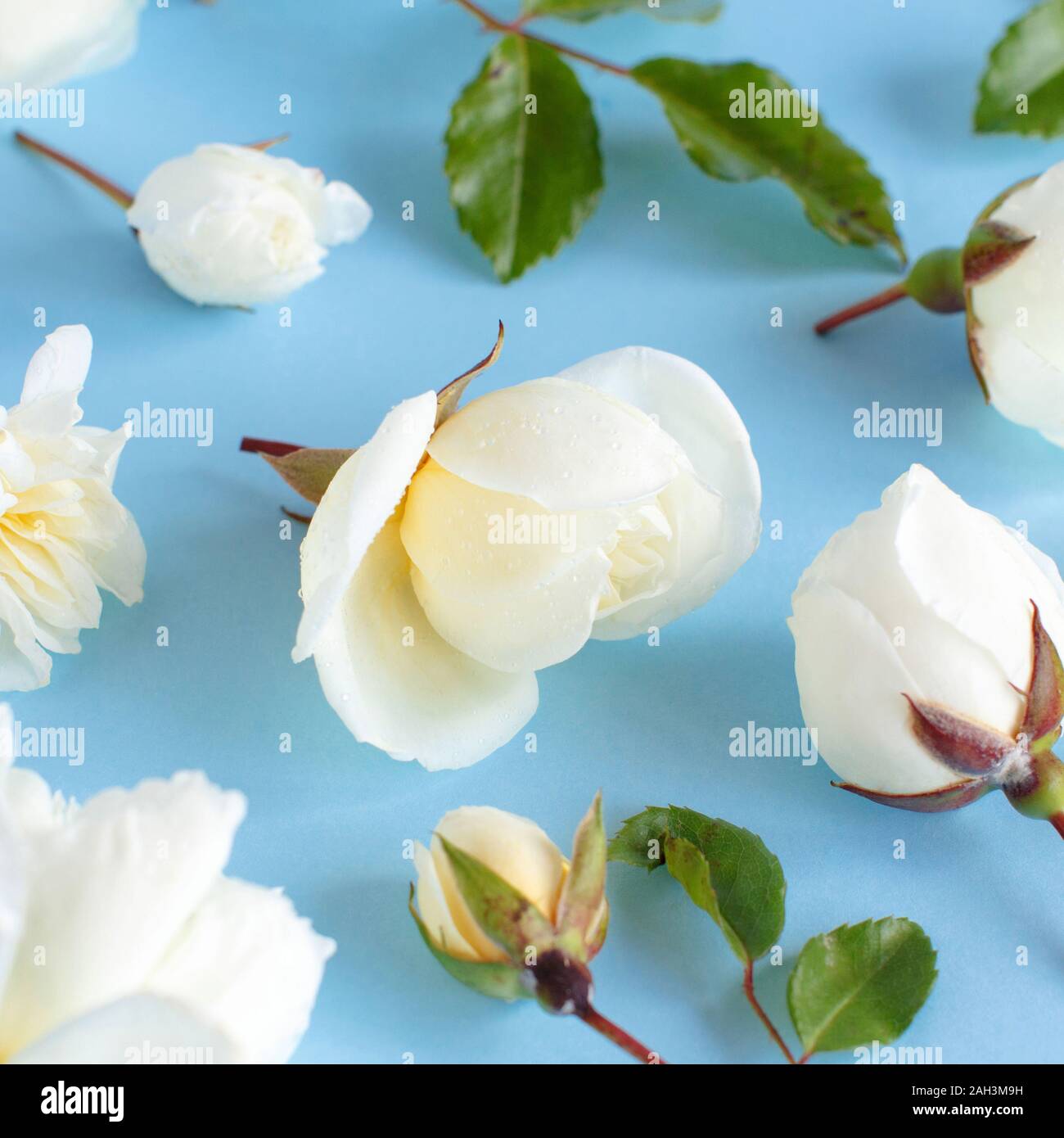 Roses on a light blue background close up Stock Photo