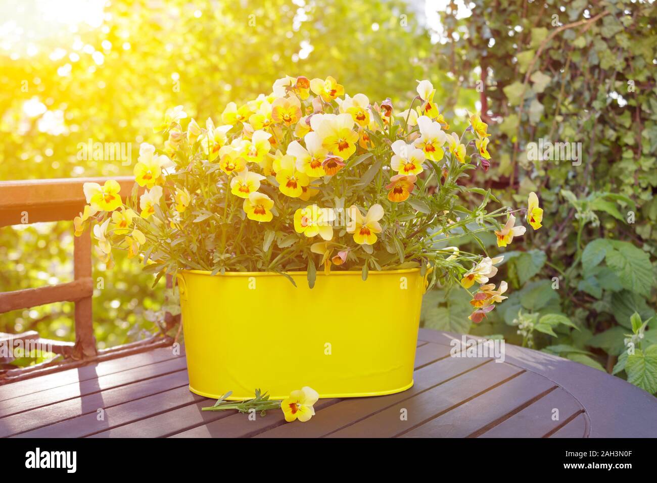Yellow horned pansy flowers in a pot on a balcony or garden table in bright morning sunlight Stock Photo