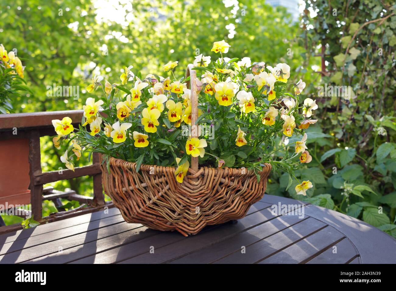 Yellow horned pansy flowers in a wicker basket on a balcony or garden table in bright morning sunlight. Stock Photo