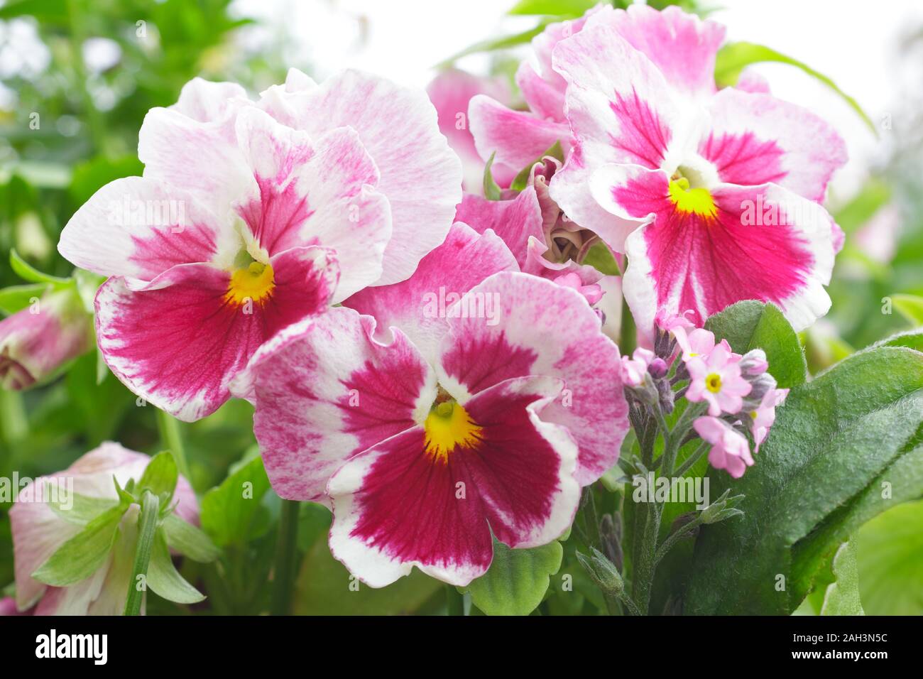 Close up of red and white pansy flowers and pink forget-me-not, spring season greetings background template Stock Photo