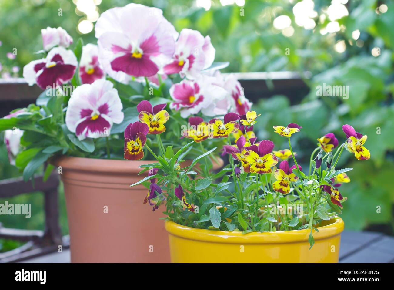Pink, purple and yellow tufted and garden pansy plants in 2 pots on a balcony table, copy space. Stock Photo