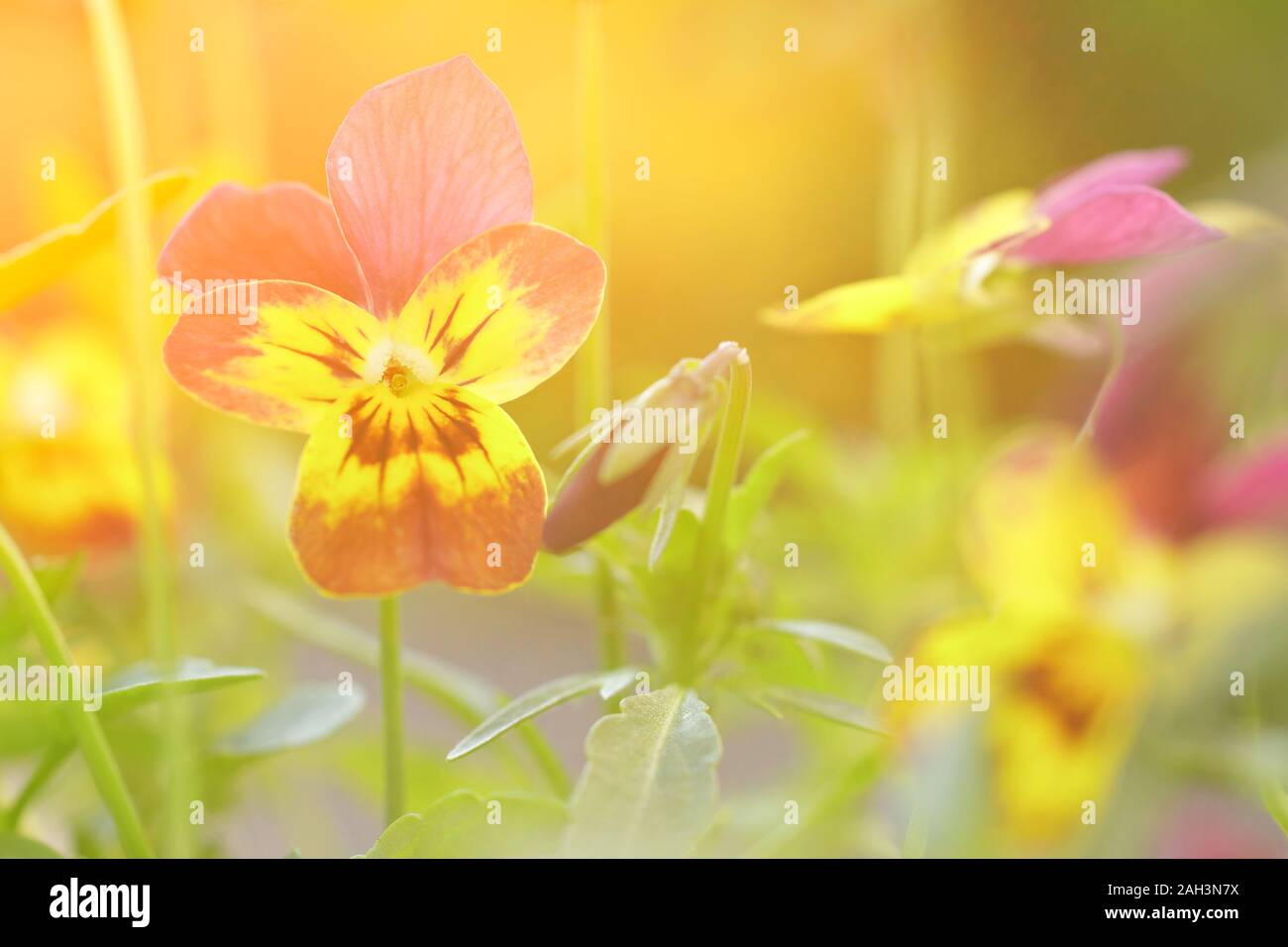 Close up of yellow and purple pansy flowers in bright sun light, vintage filter effect Stock Photo