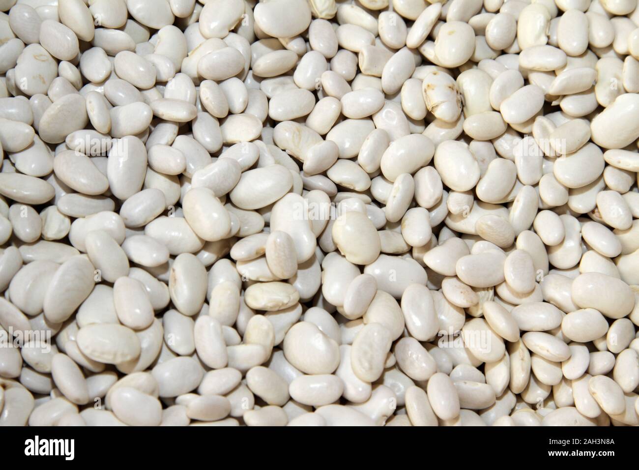 Common Bean Phaseolus Vulgaris High Resolution Stock Photography and