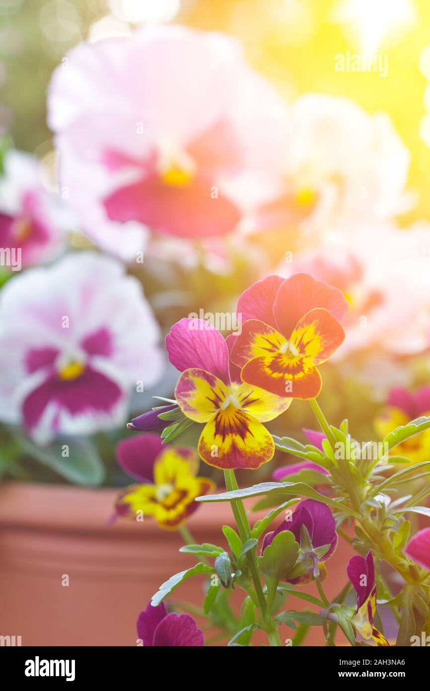 Pansy flower close-up: big pink garden pansies and small horned violet flowers in yellow and purple. Stock Photo