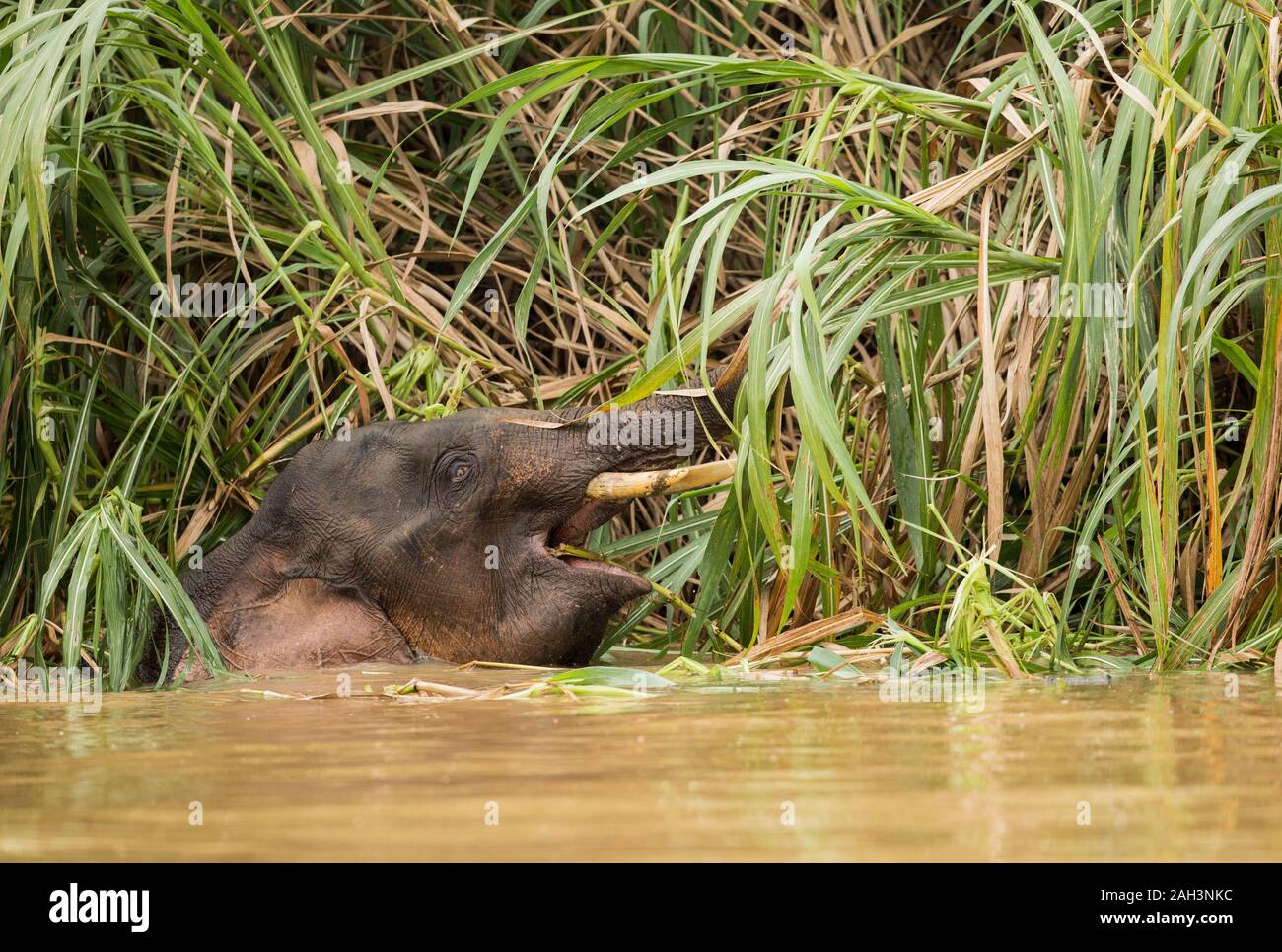 Borneo pygmy elephant feeding in and along the Kinbatangan River in the  Kinabatangan district of Sabah, Malaysia Stock Photo