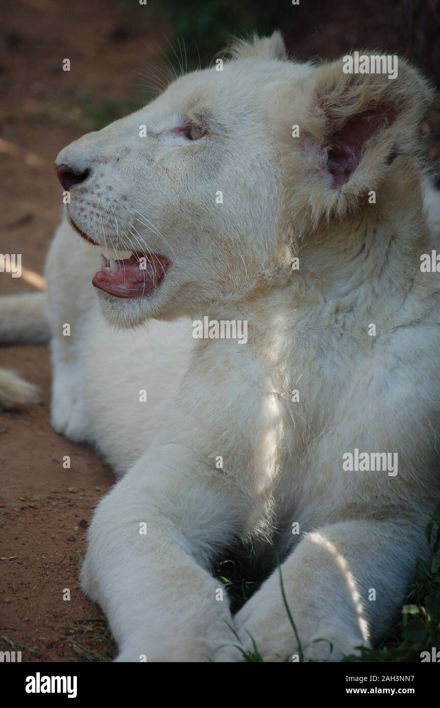 South africa and gauteng lions hi-res stock photography and images - Alamy