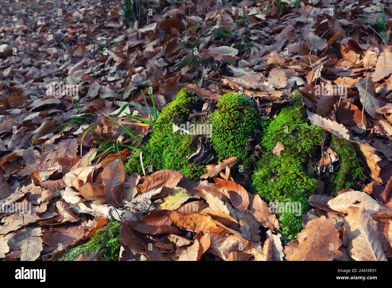 Green moss leaves on ground hi-res stock photography and images - Alamy