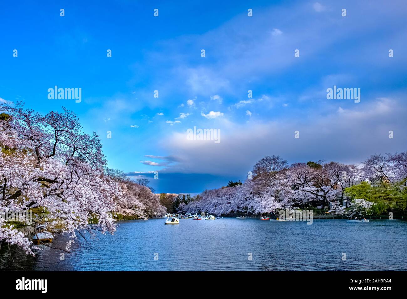 Cherry blossoms on Tokyo Stock Photo