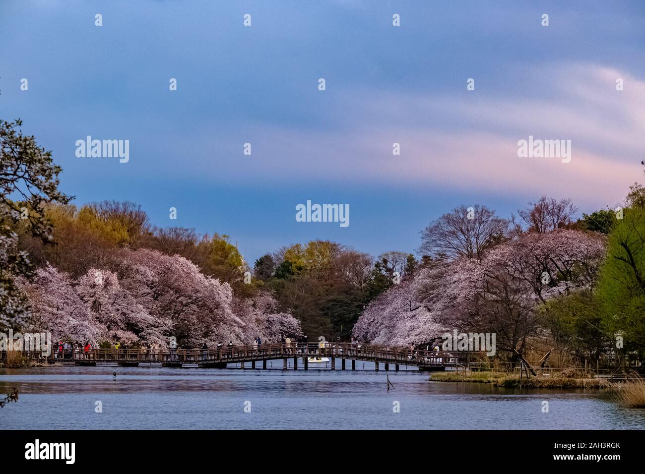 Cherry blossoms on Tokyo Stock Photo