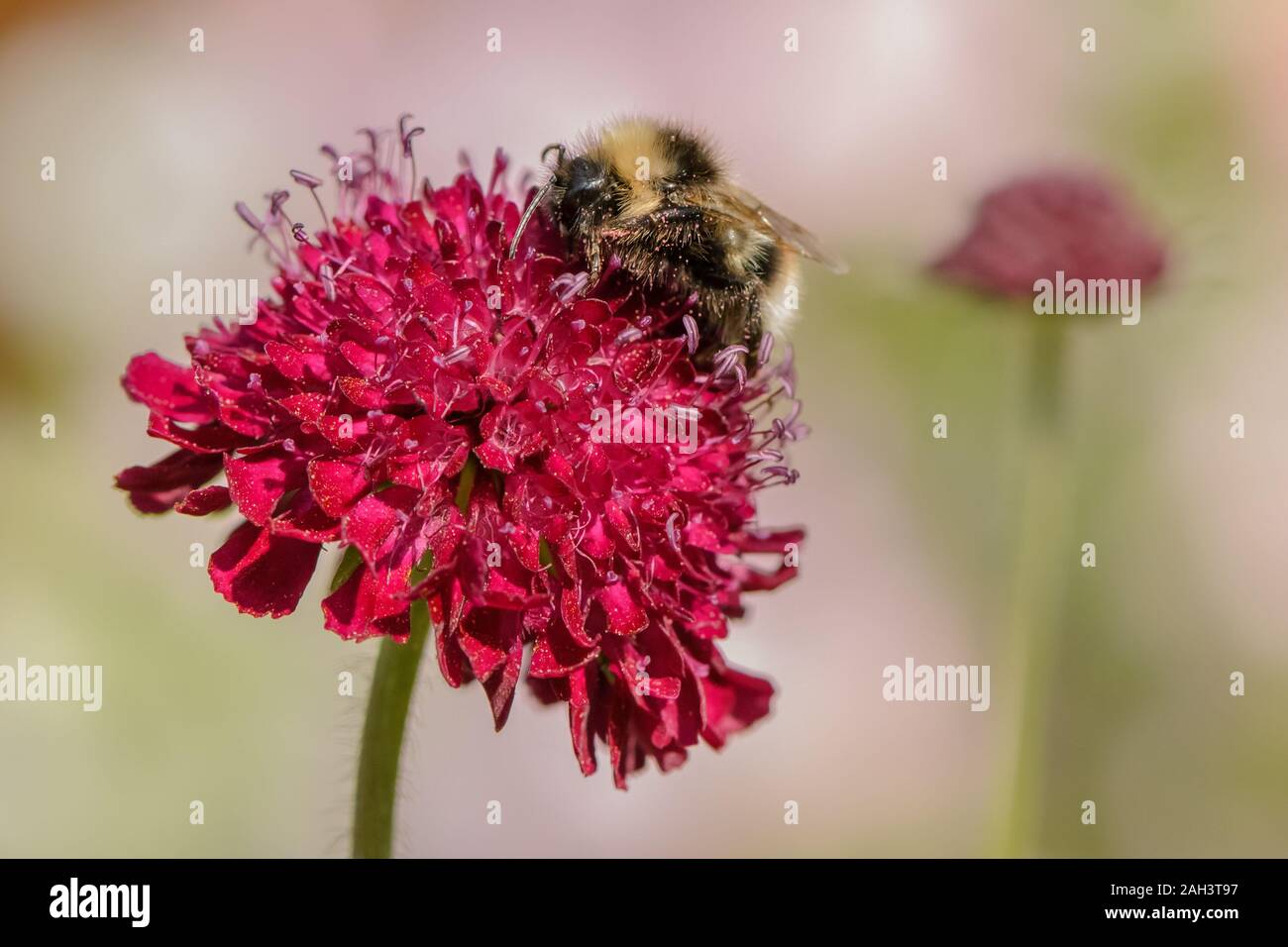 Knautia macedonica flower head with bumble bee feeding on pollen in sunshine Stock Photo