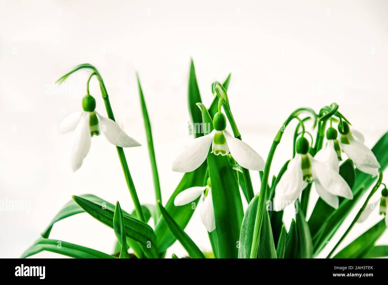 Bouquet Of Snowdrops The First Spring Flowers On A Light Plain Background A Flower Symbolizing The Arrival Of Spring Copy Space Stock Photo Alamy