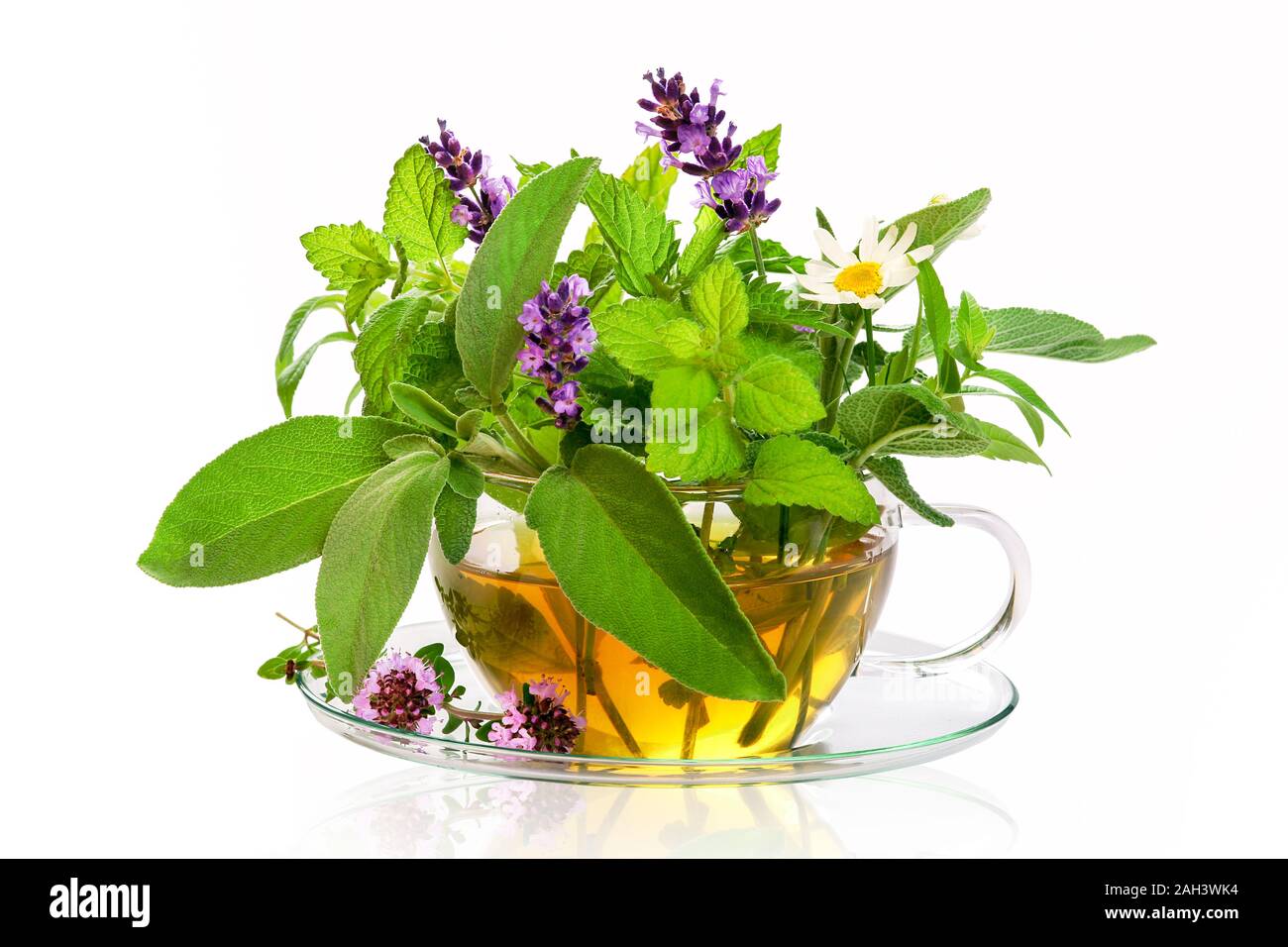 Teacup with fresh healing herbs Stock Photo