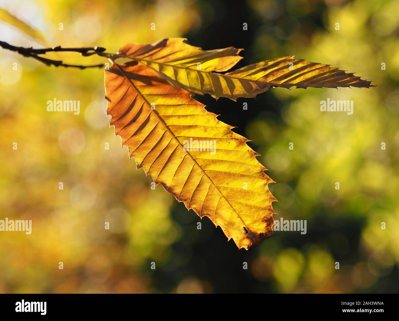 Backlit Sweet Chestnut leaves (Castanea sativa) in autumn colours. Tipperary, Ireland Stock Photo