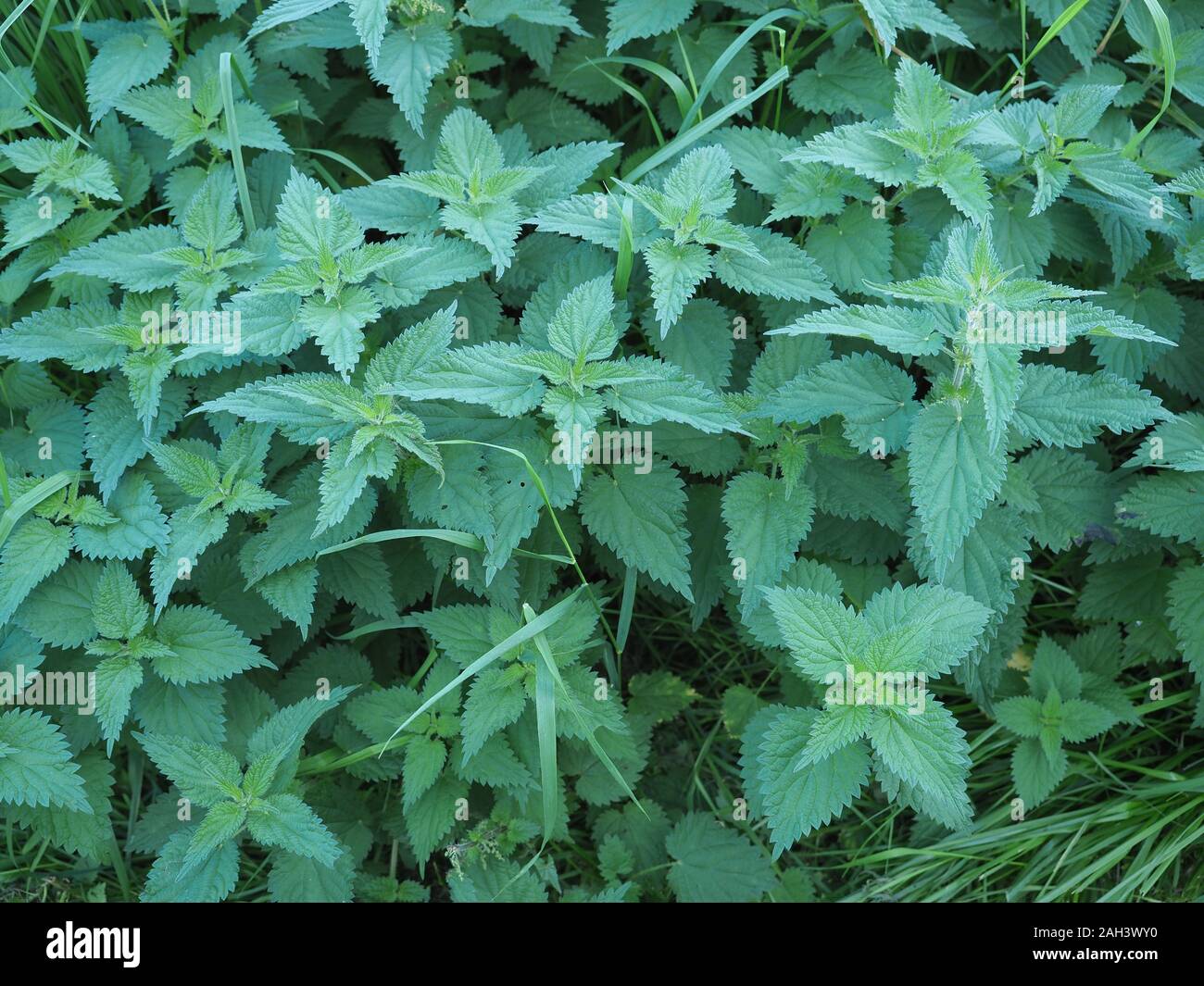 nettle (Urtica Dioica) aka Stinging Nettle plant Stock Photo - Alamy