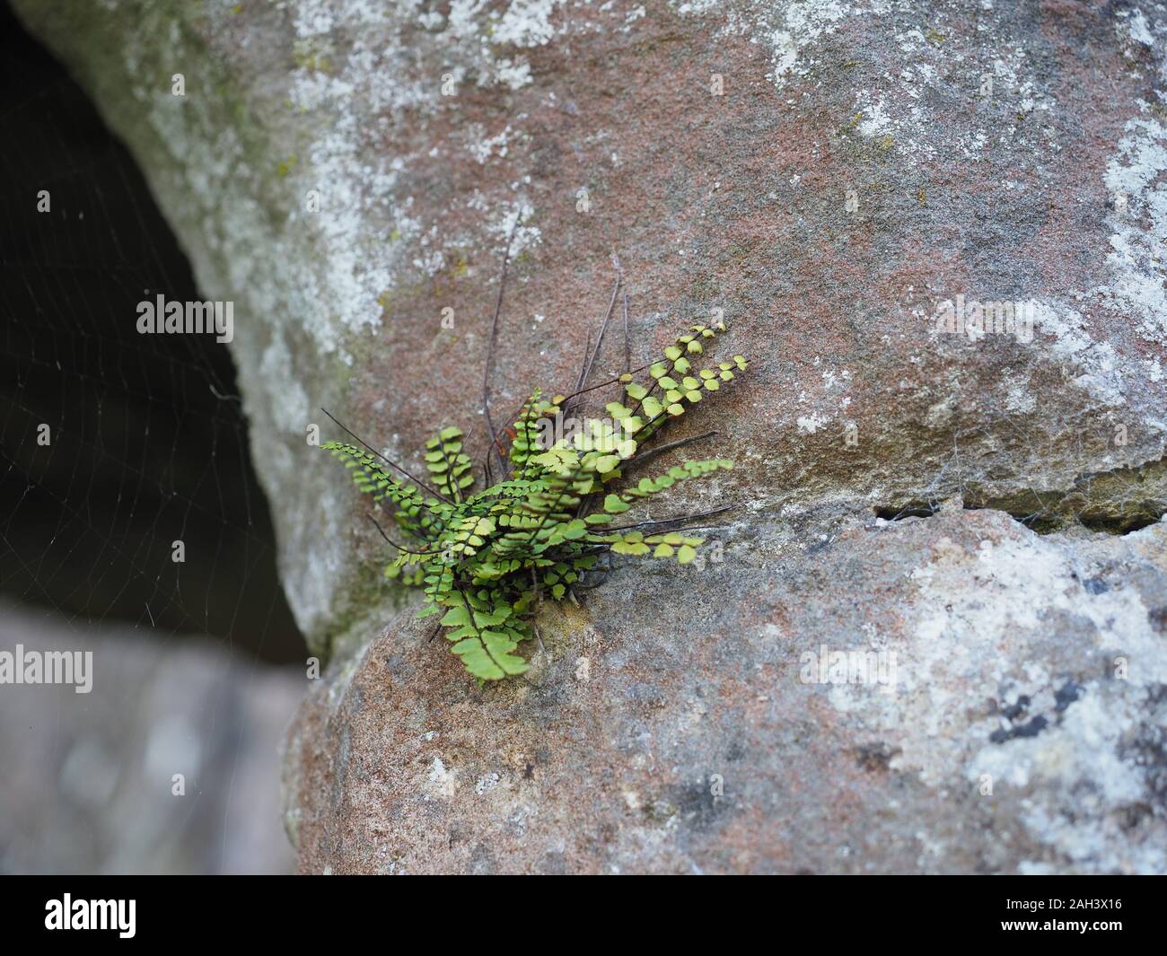 plant growing on a rock in the wild Stock Photo - Alamy