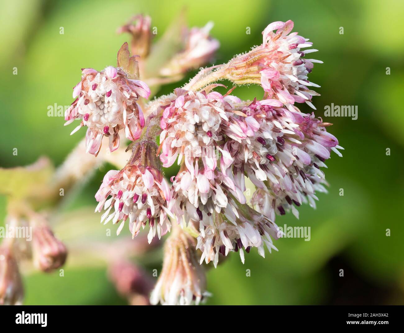 Pink and white flowers of Winter Heliotrope in December. Tipperary, Ireland Stock Photo