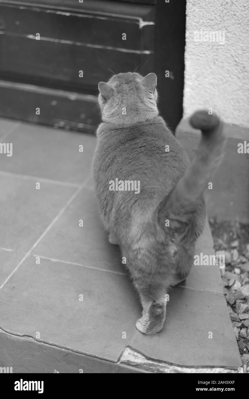 A fat cat of British blue breed returns home after a walk Stock Photo