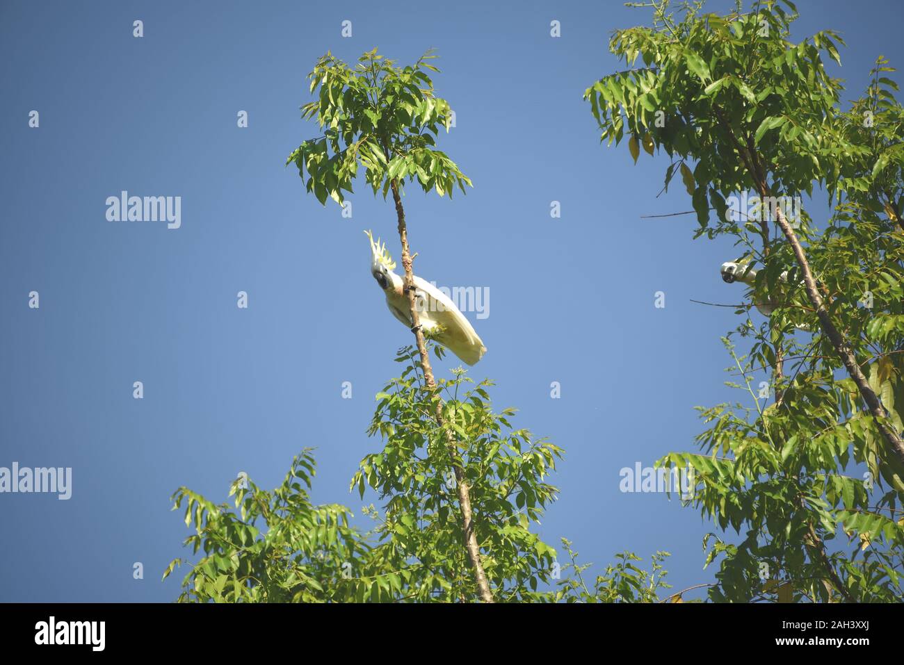 Two cute wild Sulfer-Crested Cockatoos busy stripping leaves and limbs from trees to create a perch. Photographed in Cairns, Australia. Stock Photo