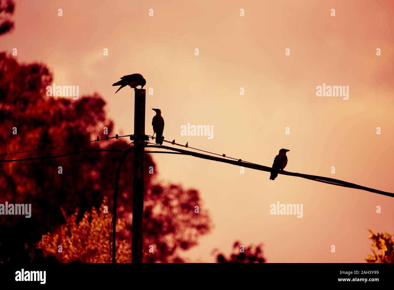 Silhouette crow hi-res stock photography and images - Alamy