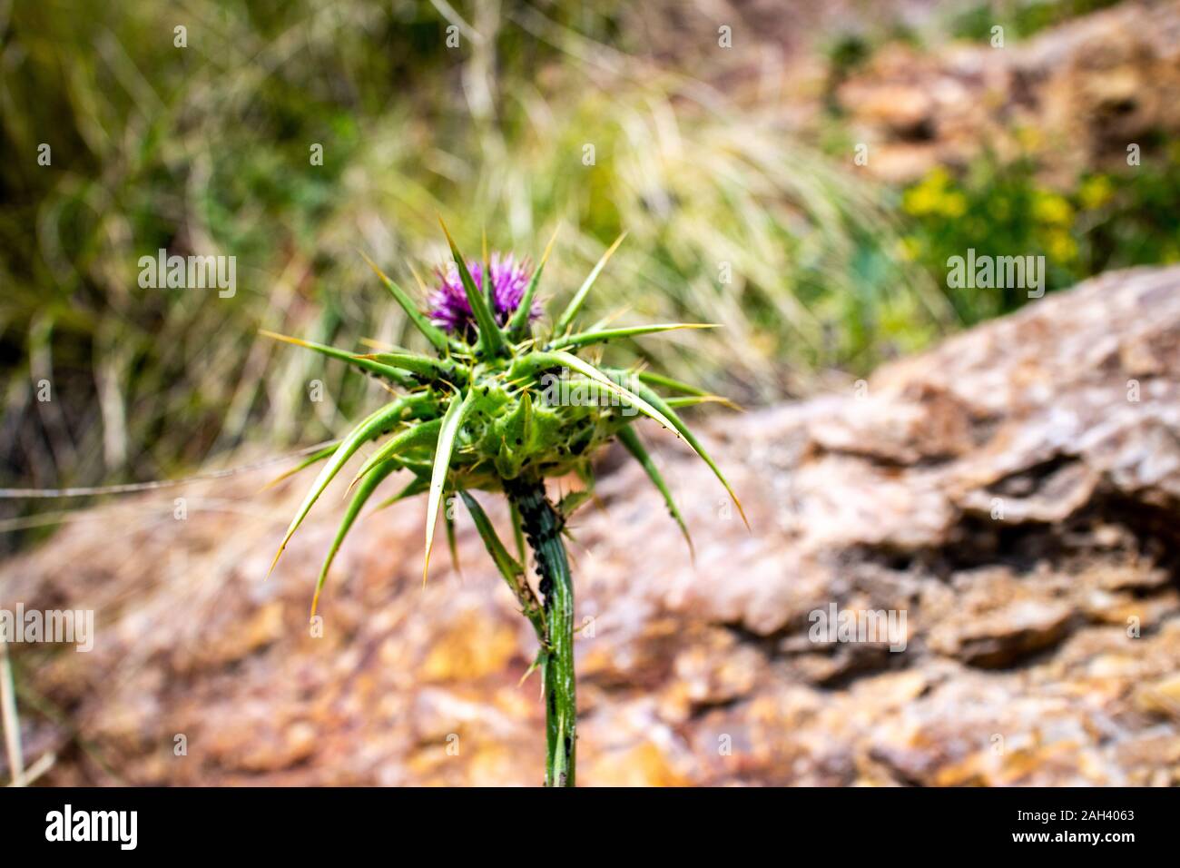 Thorn Razor Bloom thorn blossom summer bright yellow green thorn wild nature bloom Stock ...