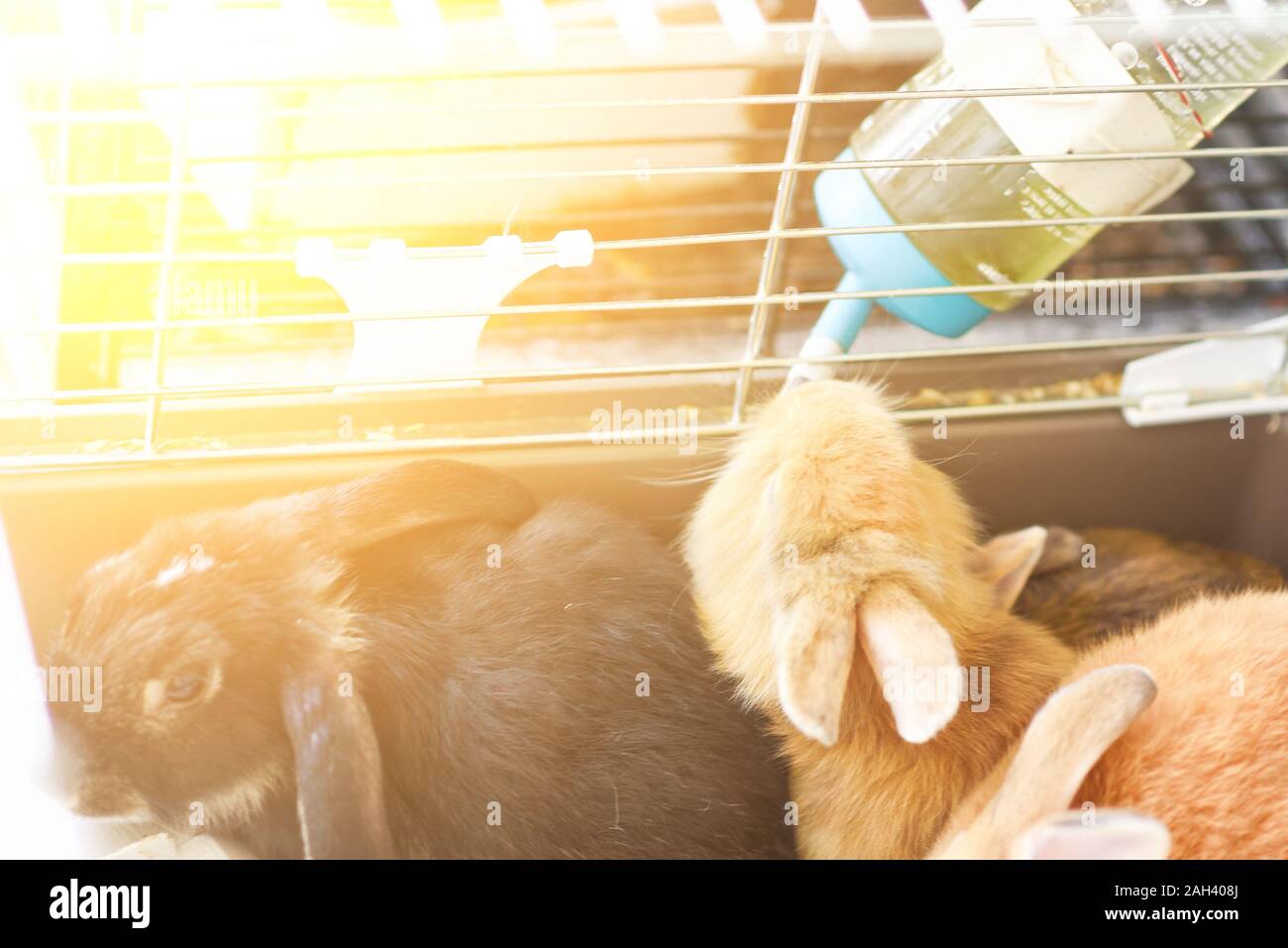Bottle Feeding A Rabbit