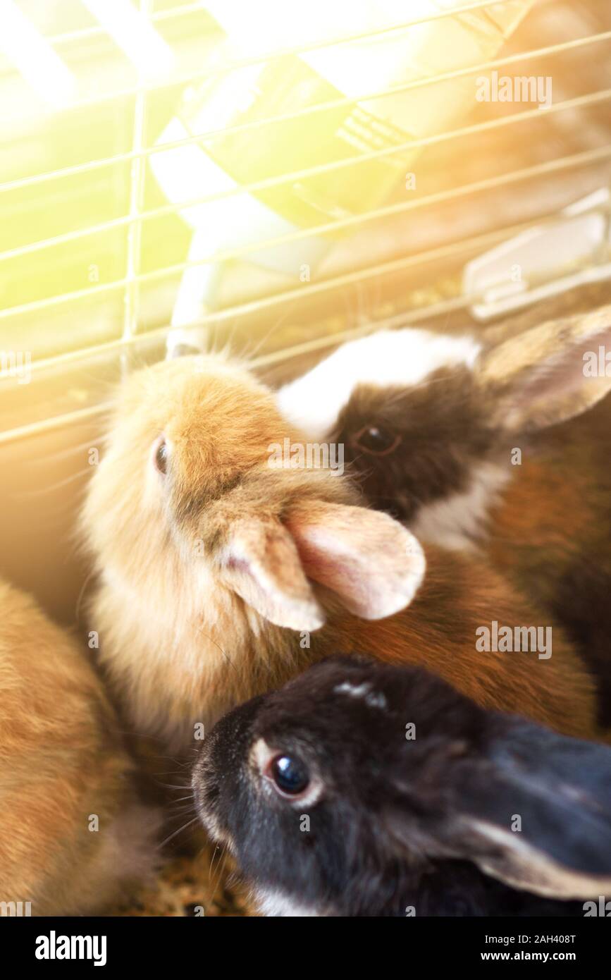 Bottle Feeding A Rabbit