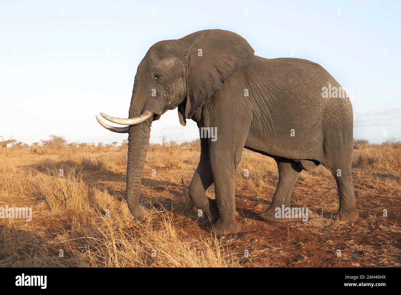 African elephant, Kruger National Park, South Africa Stock Photo