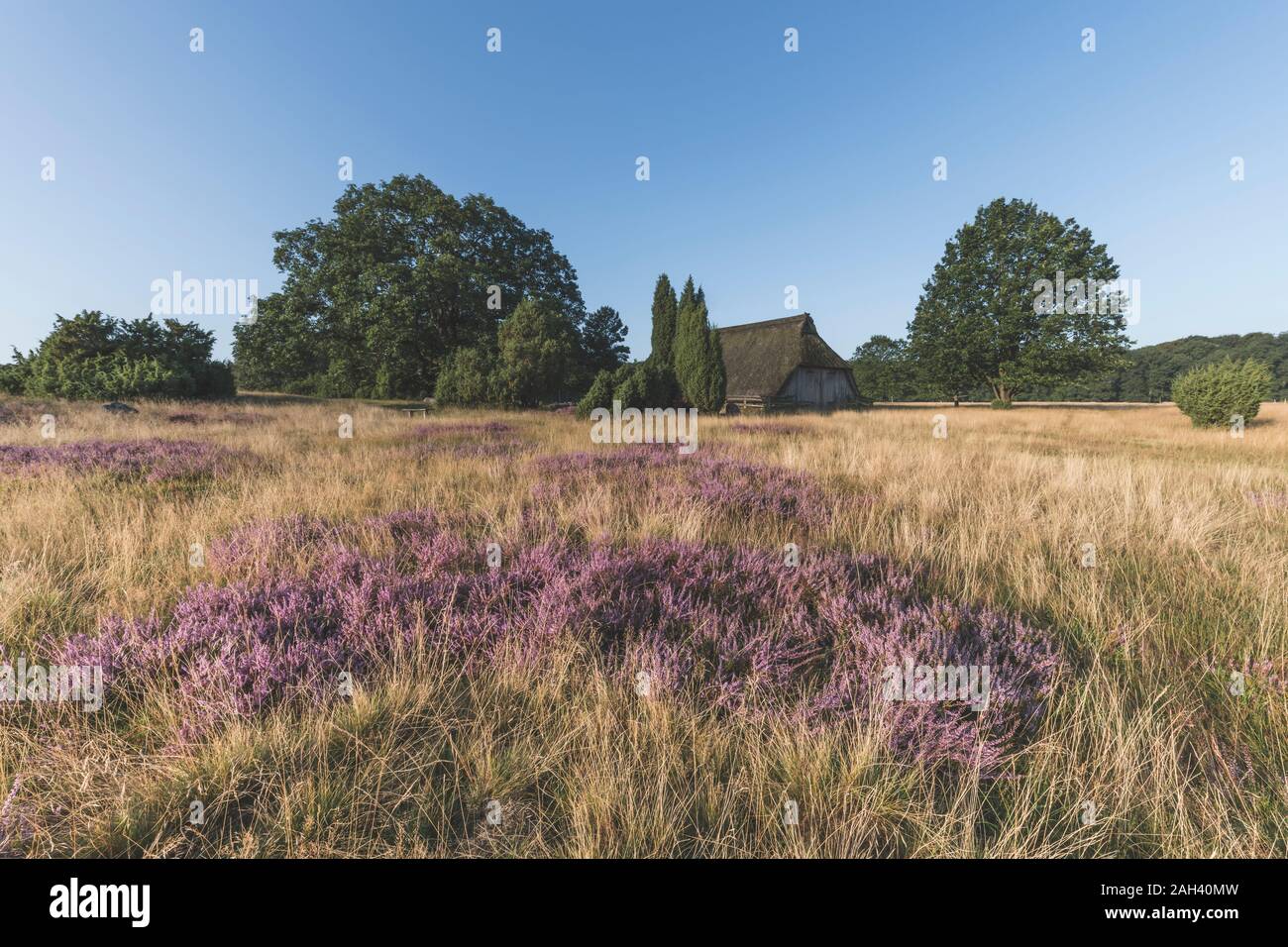 Germany, Lower Saxony, Luneburg Heath, Fields with heath Stock Photo