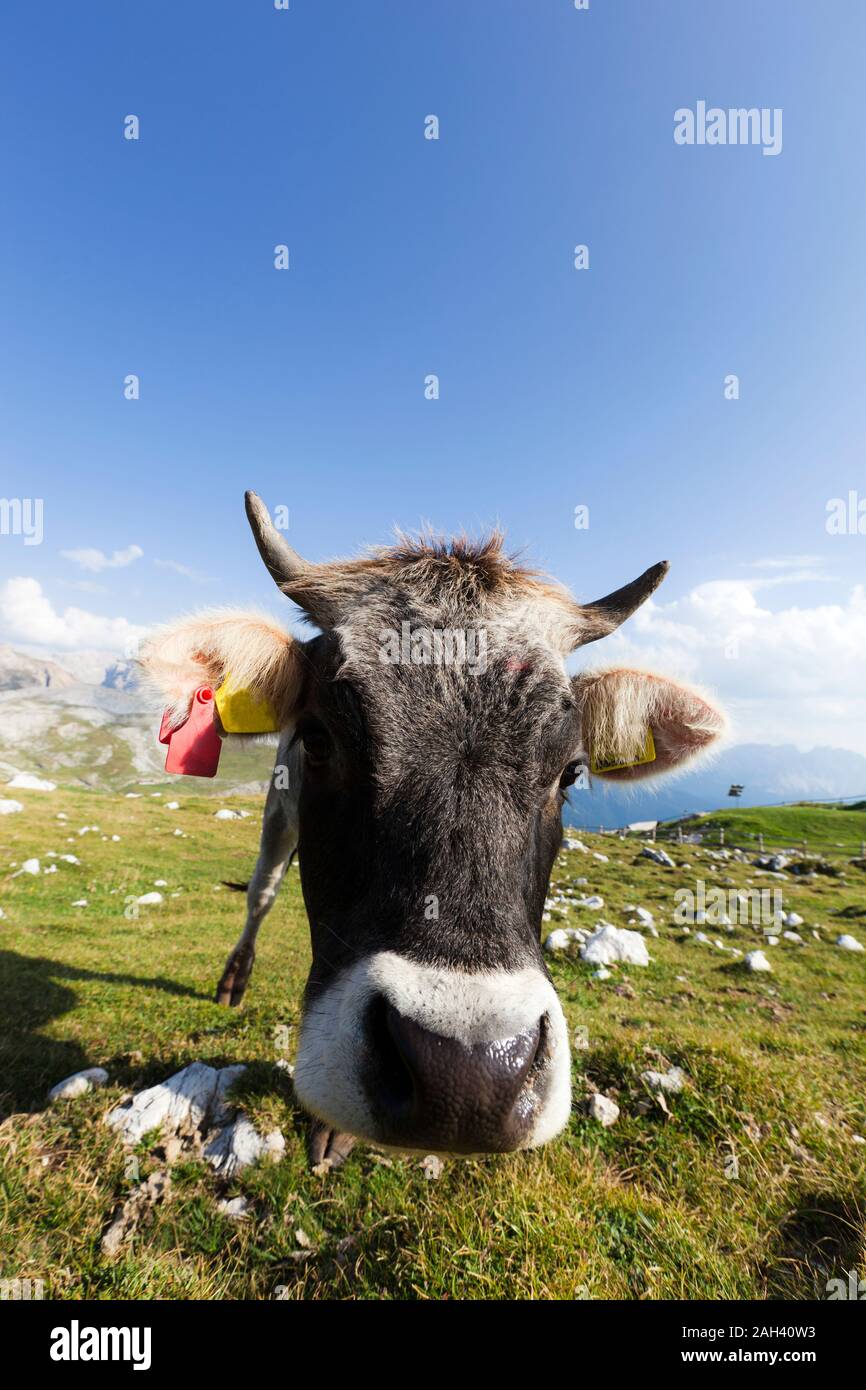 Italy, Trentino-Alto Adige, Portrait of lone cow grazing in Dolomites Stock Photo