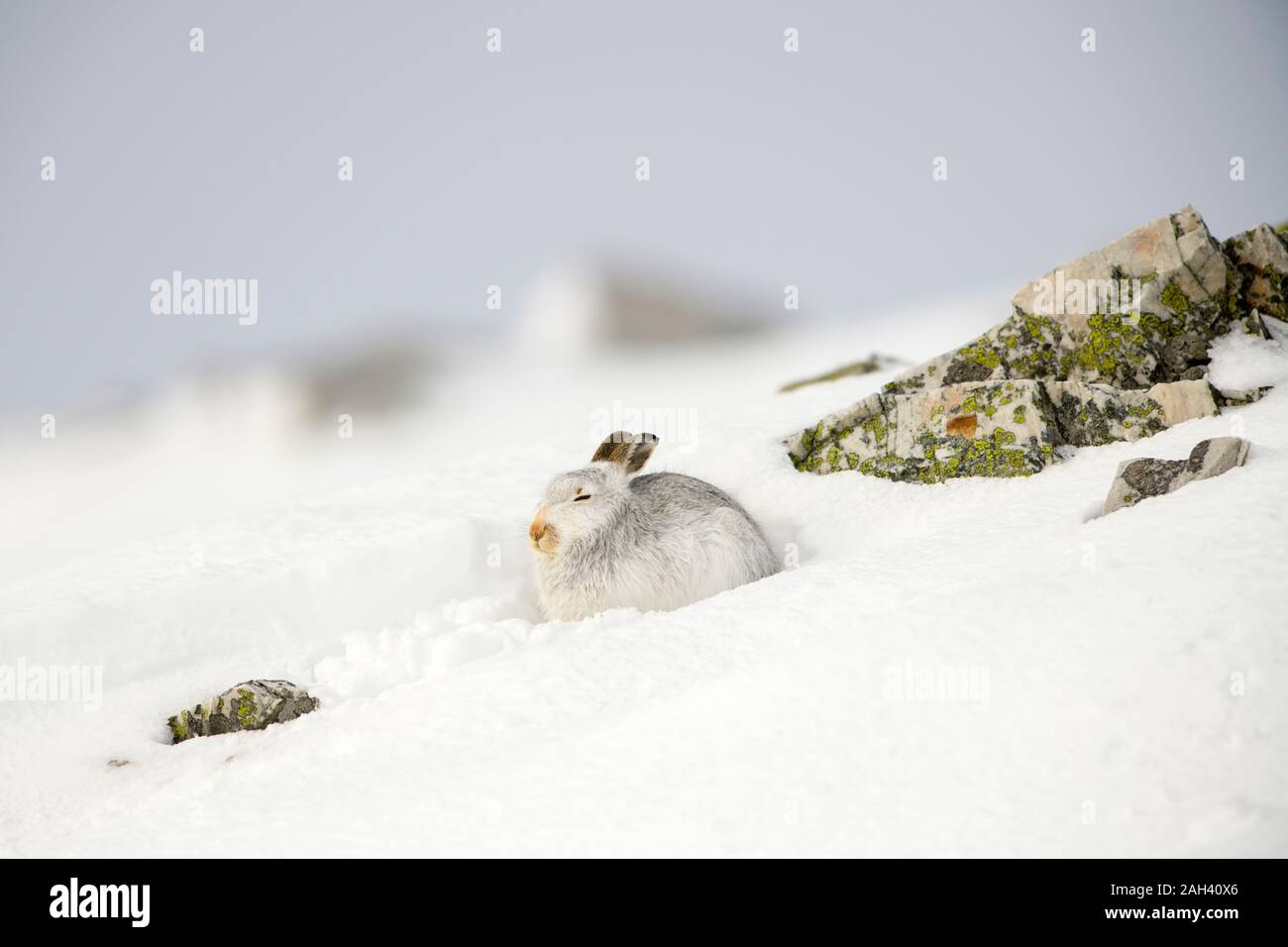 Mountain hare, Lepus timidus, in winter, Scotland Stock Photo