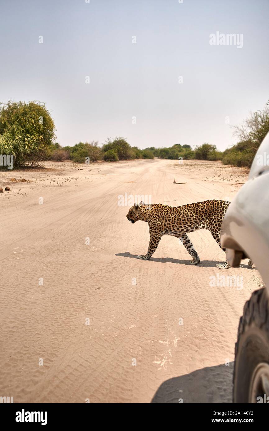 Leopard crossing a dirt road in front of the car, Chobe National Park, Botswana Stock Photo