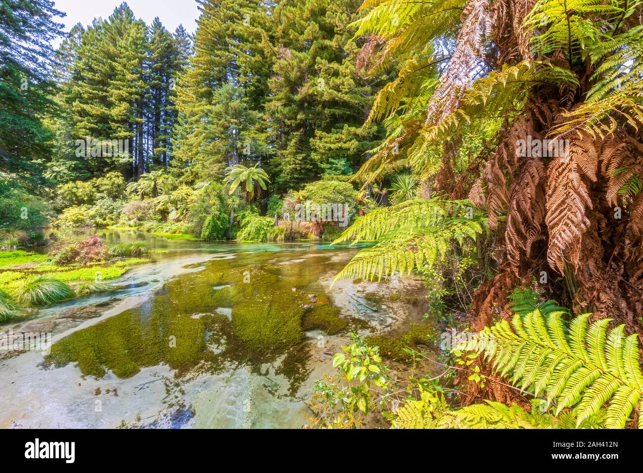New Zealand, Oceania, North Island, Rotorua, Hamurana Springs Nature Reserve, Hamurana stream Stock Photo