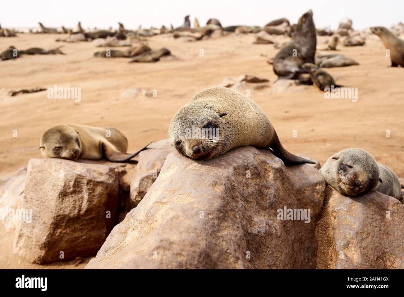 Sea lions colony on the beach, Cape Cross, Namibia. Stock Photo