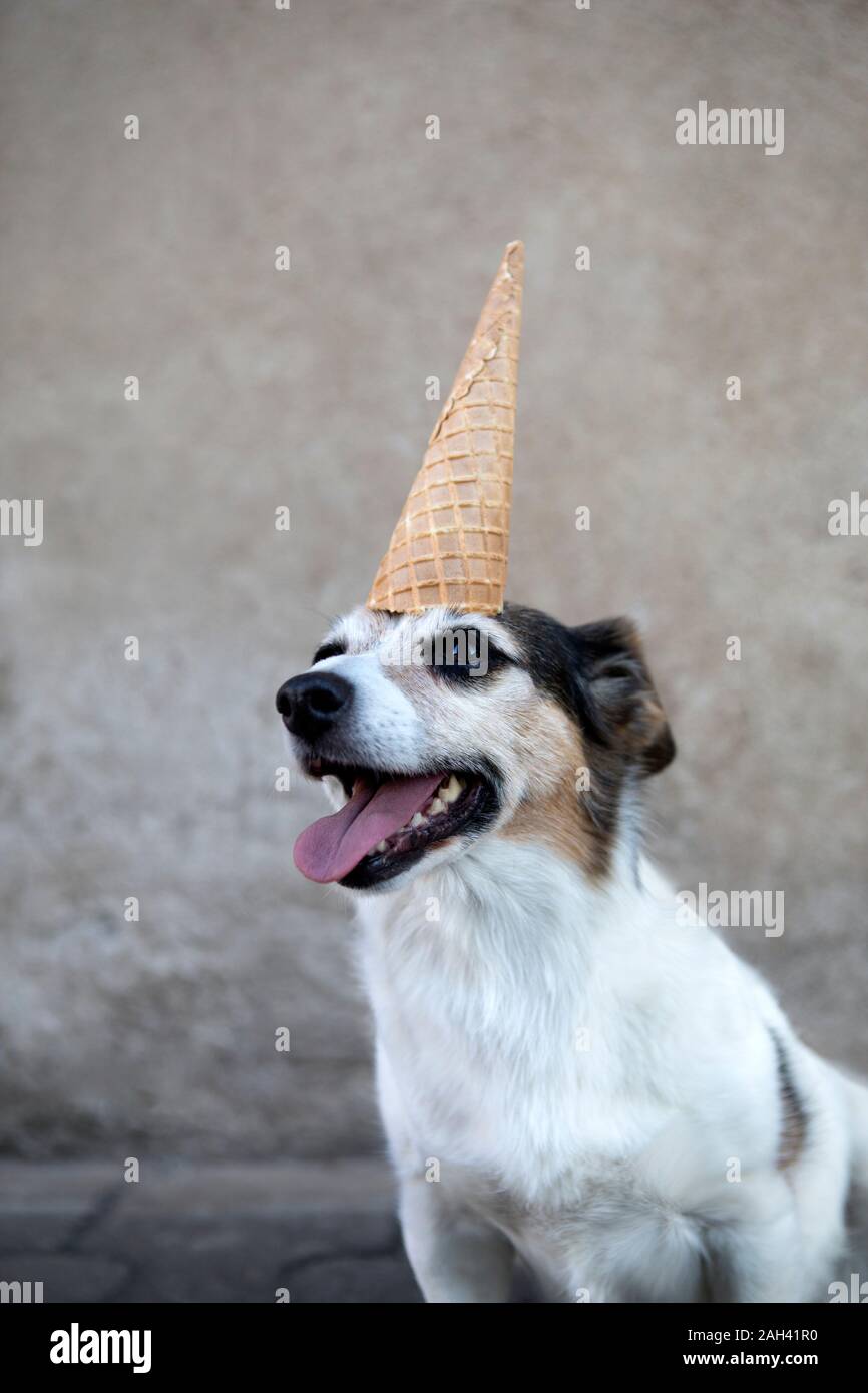 Portrait of mongrel as unicorn with ice cream cone on head Stock Photo