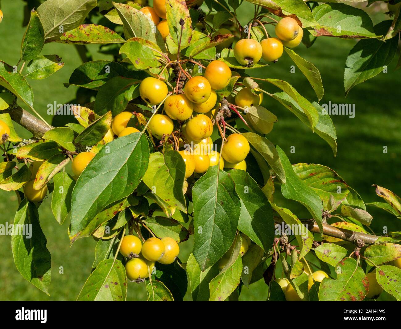 Malus Zumi Golden crab apples growing on tree, Barnsdale Gardens