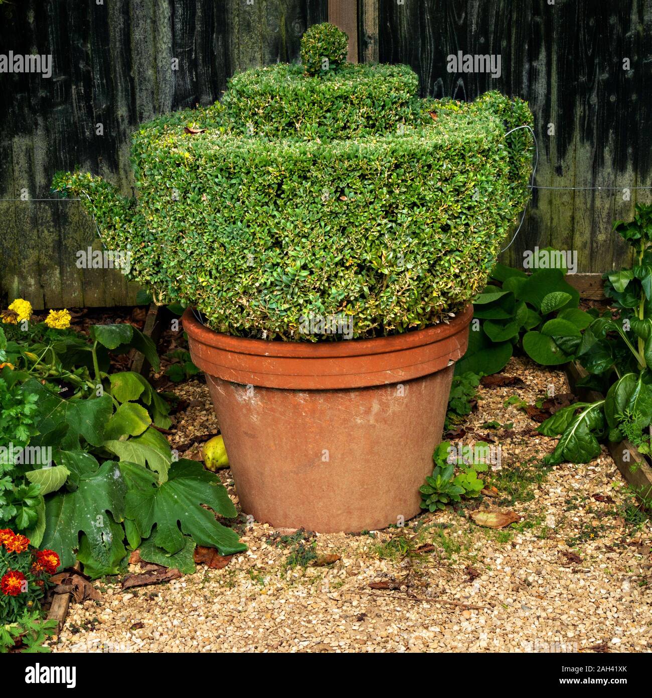Teapot shaped Box plant (Buxus sempervirens) topiary, Barnsdale Gardens, Rutland, England, UK Stock Photo