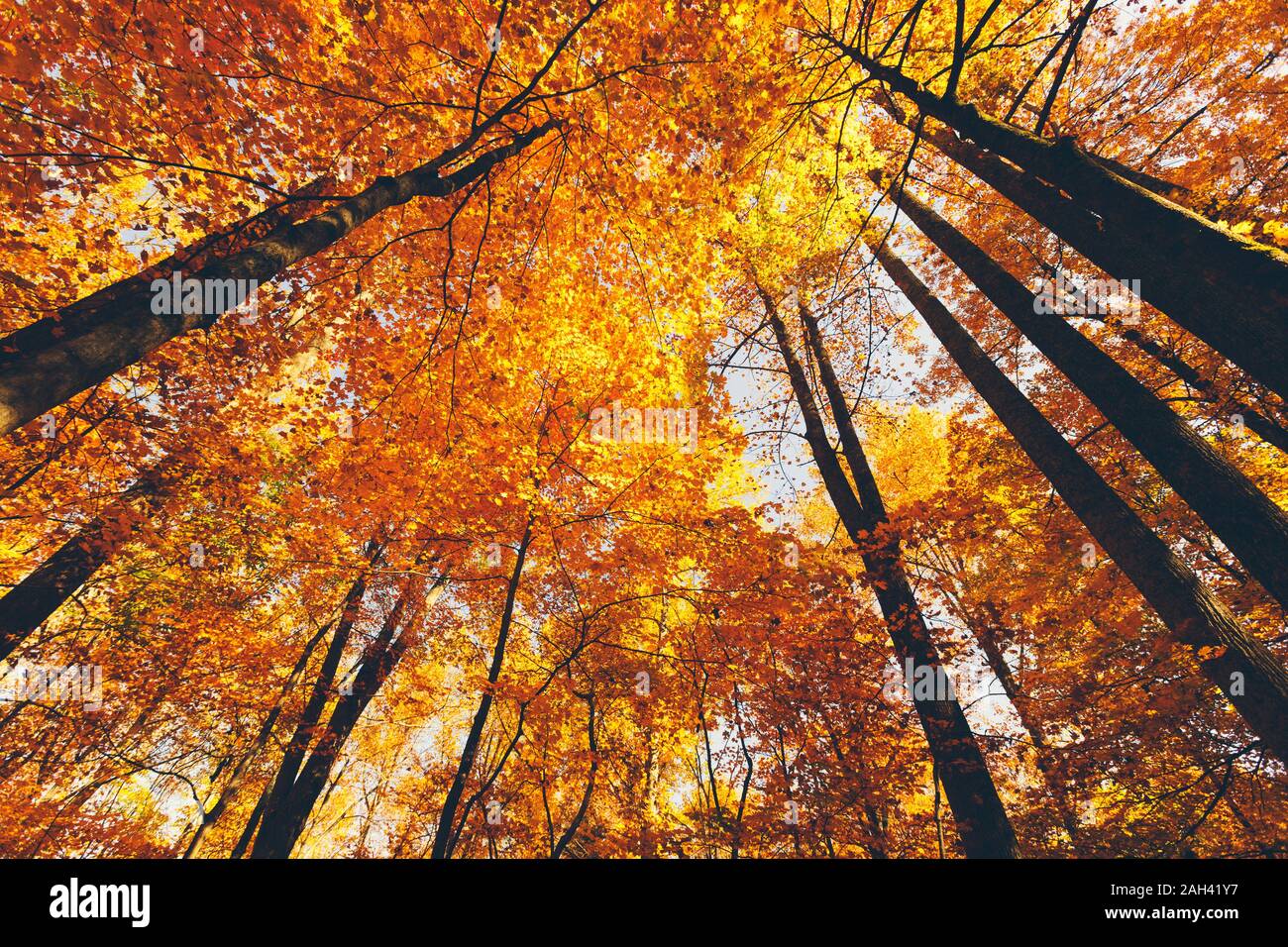 USA, Tennessee, Canopies of yellow forest trees in autumn Stock Photo