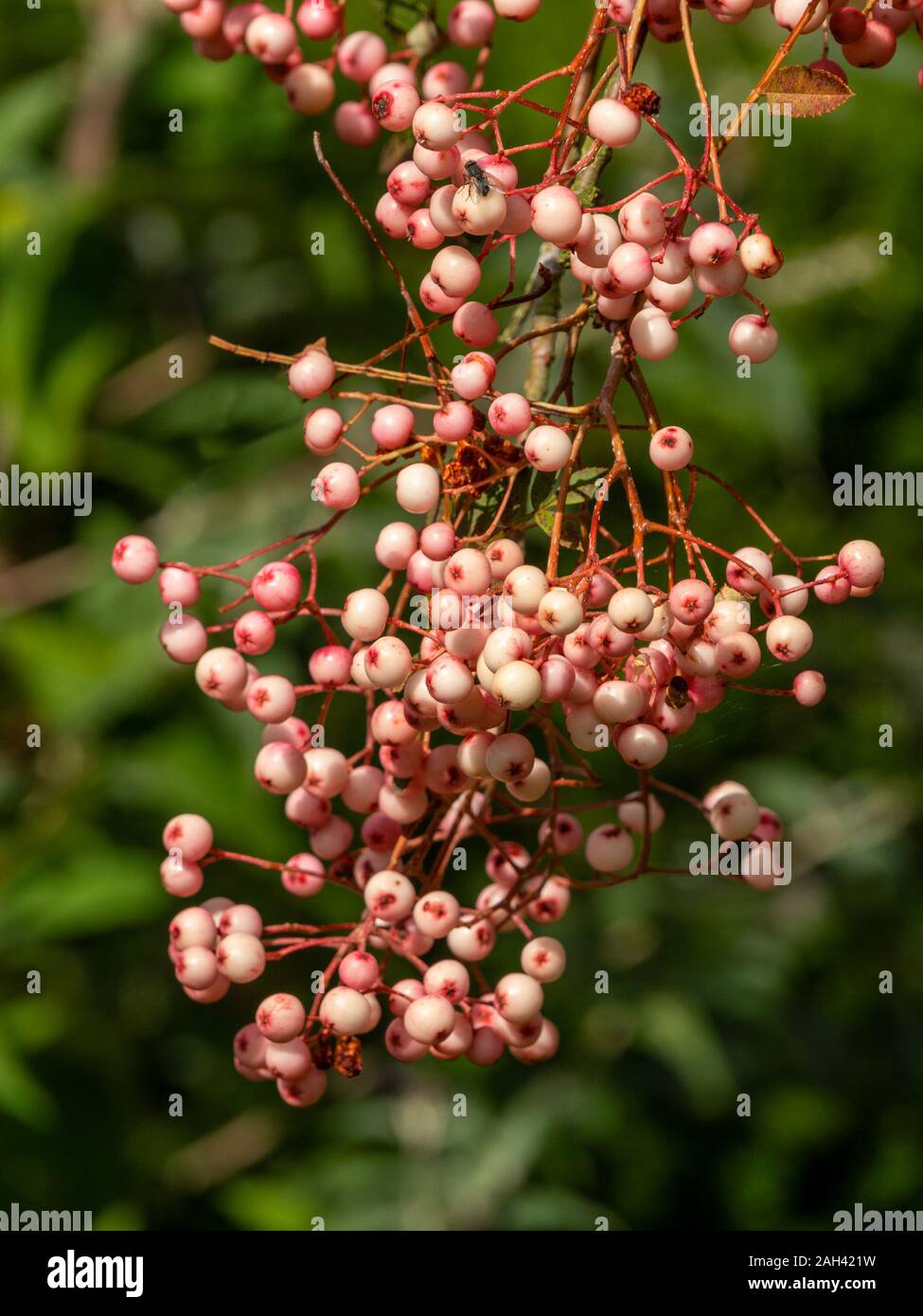 Sorbus Vilmorinii / Vilmorin's rowan /  Vilmorin's mountain ash tree berries in September, UK Stock Photo